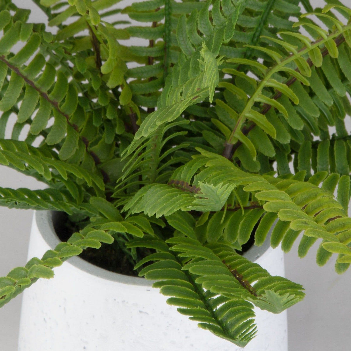 Uttermost - 60238 - Ceramic Pot - Boston Fern - White