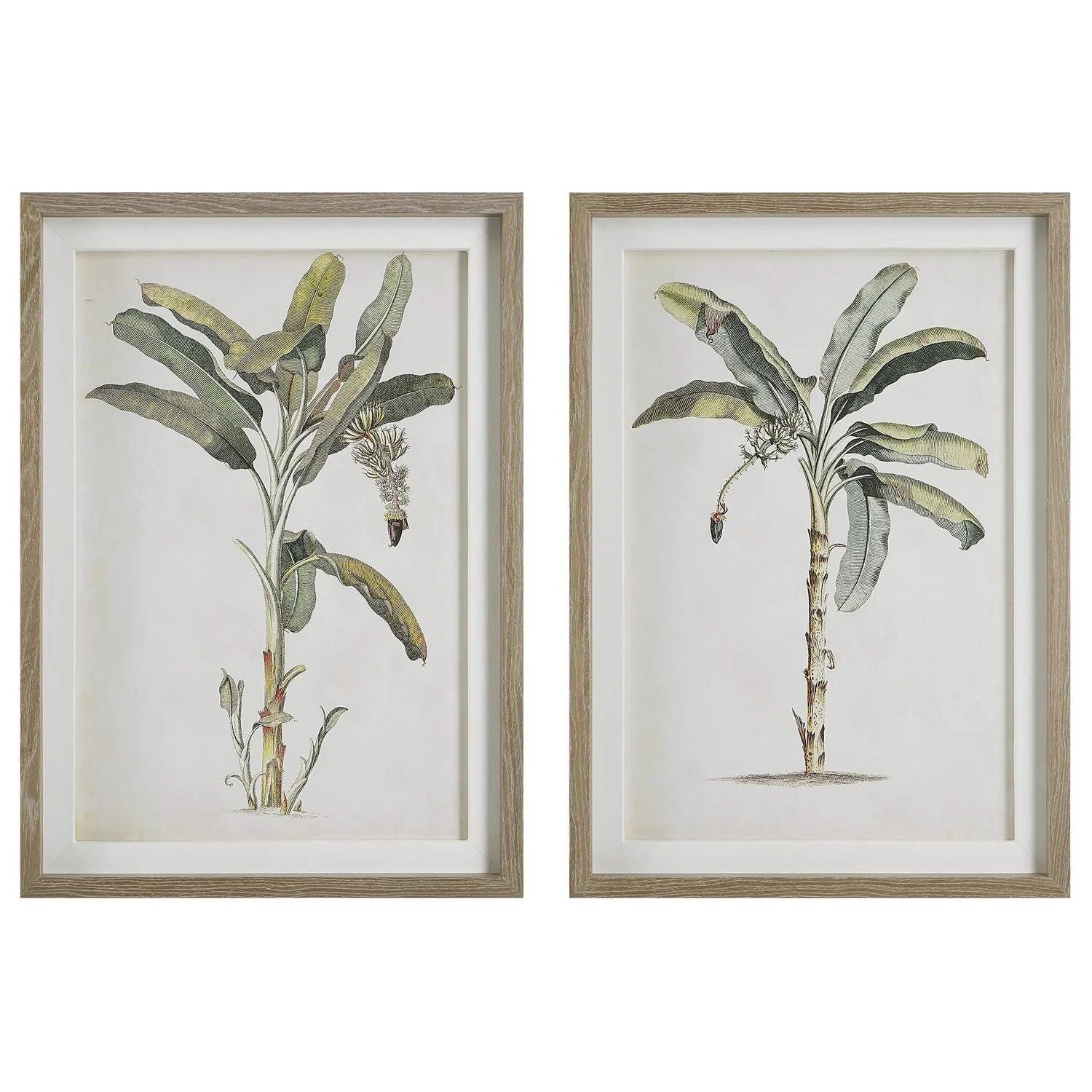 The Uttermost - Banana Palm Framed Prints, Set/2 - 41446 | Montreal Lighting & Hardware