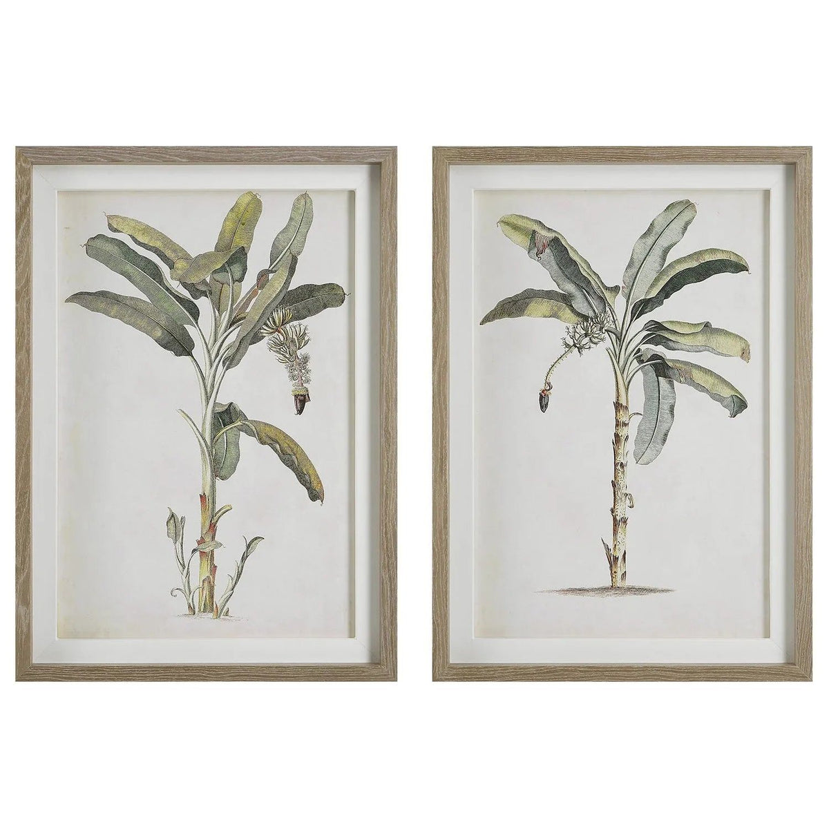 The Uttermost - Banana Palm Framed Prints, Set/2 - 41446 | Montreal Lighting & Hardware