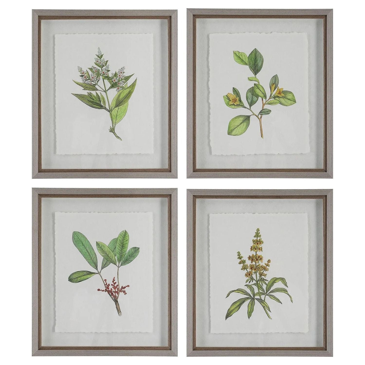 The Uttermost - Wildflower Study Framed Prints, S/4 - 41461 | Montreal Lighting & Hardware