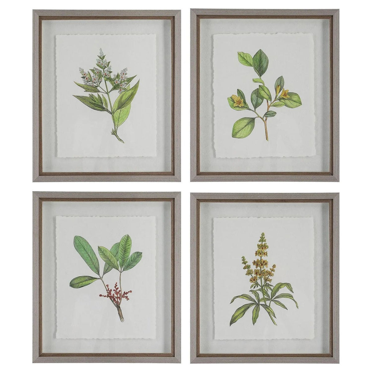 The Uttermost - Wildflower Study Framed Prints, S/4 - 41461 | Montreal Lighting & Hardware